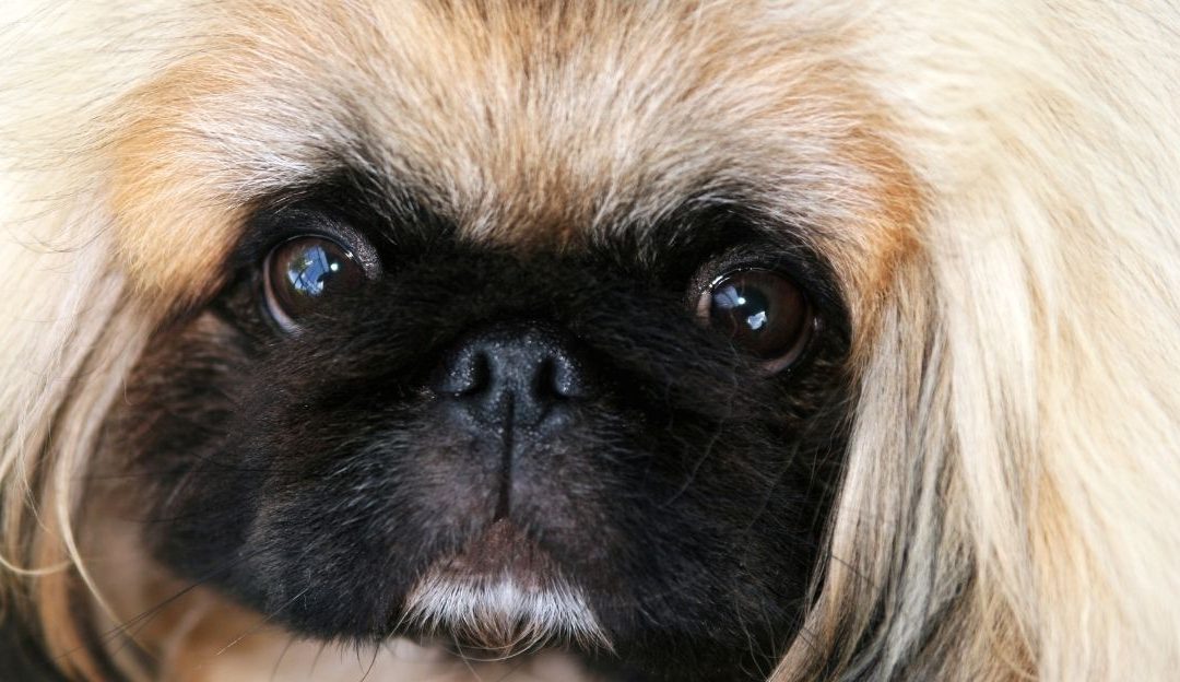 Pekingese: Guardian of the Emperor’s Sleep Who Rests With Open Eyes