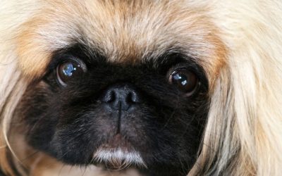 Pekingese: Guardian of the Emperor’s Sleep Who Rests With Open Eyes