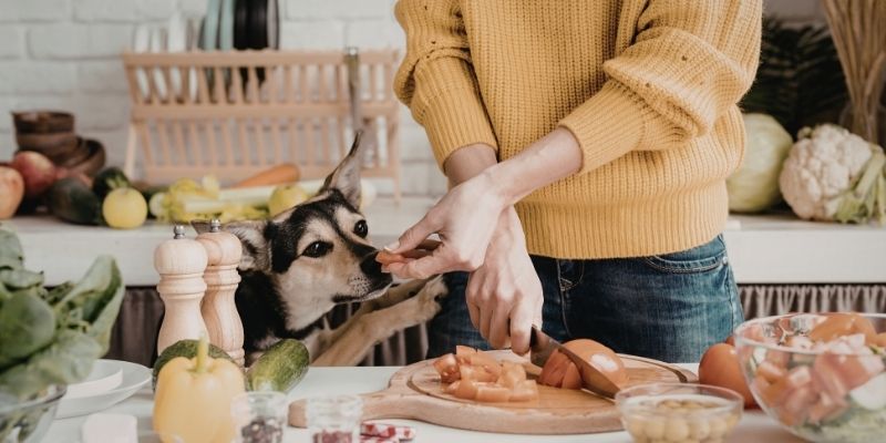 An owner preparing a fresh nutritious meal for their dog to show pureloveandharmony and mineral balance