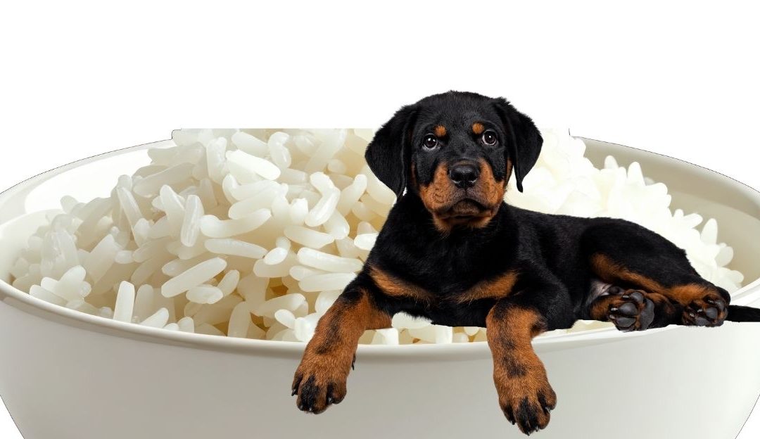 Why Rice Is a Poor Choice and Organ Meat Is “Gold” in Your Dog’s Bowl