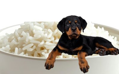 Why Rice Is a Poor Choice and Organ Meat Is “Gold” in Your Dog’s Bowl