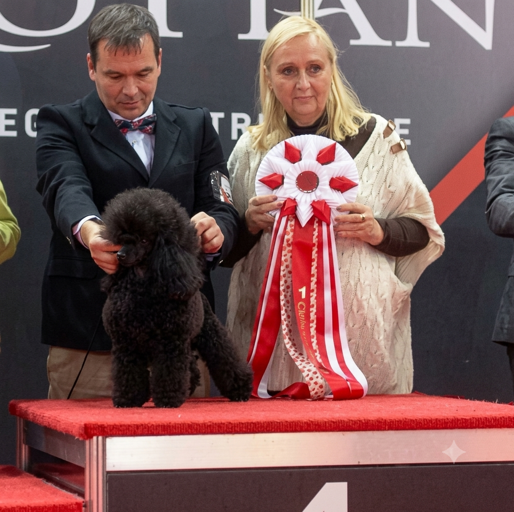 Black Toy poodle in show stance on winner's podium with rosette and handler