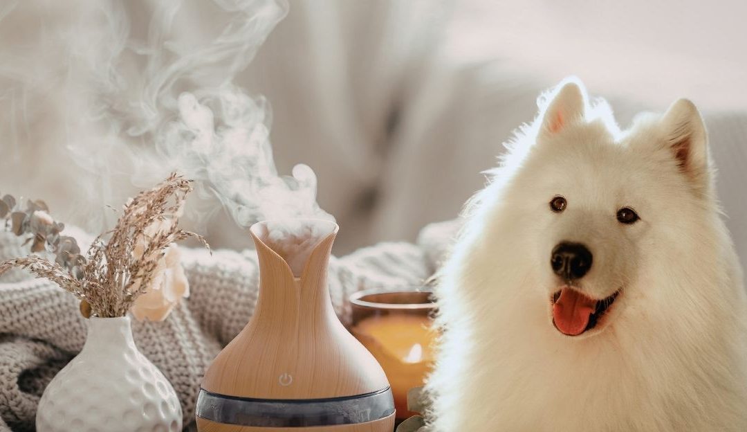Scented candle, air freshener and white dog
