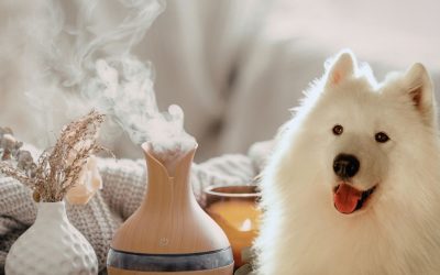 Sensory Intelligence in Dogs: Invisible Walls That Suffocate Your Companions