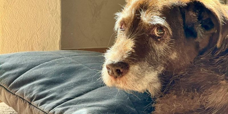 An older scruffy brown dog resting its head on a dark pillow displaying pureloveandharmony and processing internal stress