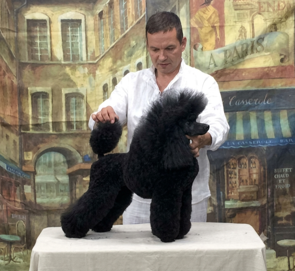 Sasha Riess positioning a black standard poodle in a sculpted show clip on a grooming table
