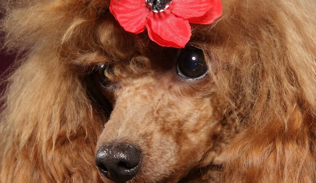 A beautifully styled poodle in a professional puppy clip illustrating traditional poodle grooming cuts