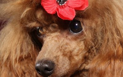 Poodle: A Hunter in the Grooming Salon and the Great Myth About “Hairstyles”