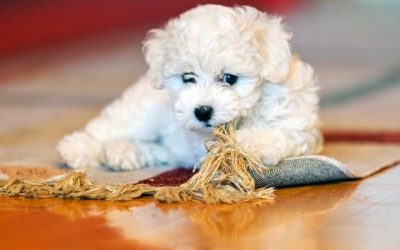 Why Is Your Bichon Constantly Itching?