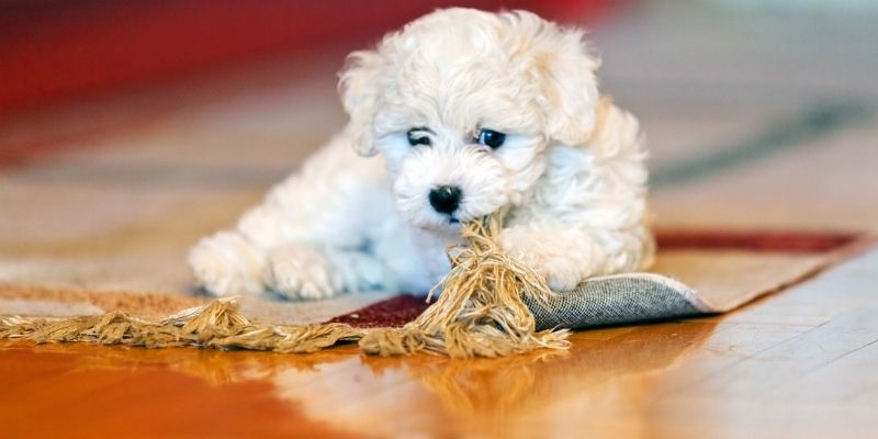 Why Is Your Bichon Constantly Itching?