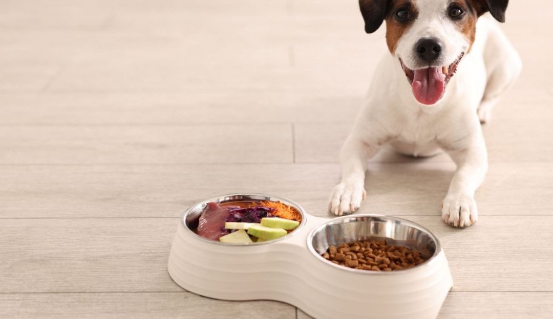Why Won’t a Dog Eat If It Is Completely Healthy? The Truth About Trust