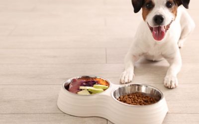 Why Won’t a Dog Eat If It Is Completely Healthy? The Truth About Trust