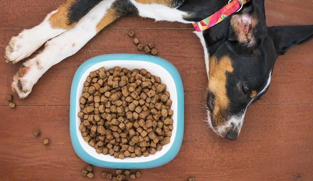 Why Artificial Food Destroys Your Dog’s Immune System