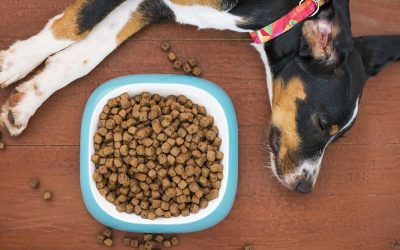 Why Artificial Food Destroys Your Dog’s Immune System
