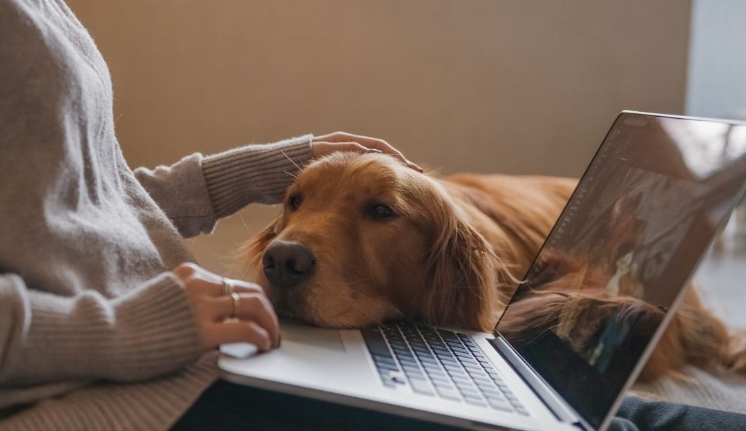 Your Dog Is Allergic to Your Perfection: Why the Manual Does Not Work