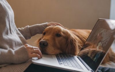 Your Dog Is Allergic to Your Perfection: Why the Manual Does Not Work