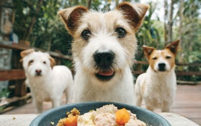 Dog Food Is Not Bought: Why I Refused to Create My Own Brand