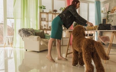 Returning From the Hunt: Why a Calm Arrival Home Is Essential for Your Dog