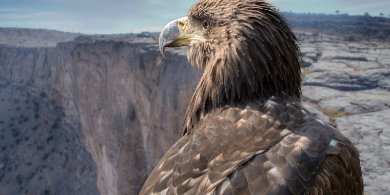 A majestic golden eagle perched on a high cliff overlooking a deep rocky canyon illustrating the lesson of survival and inner awakening
