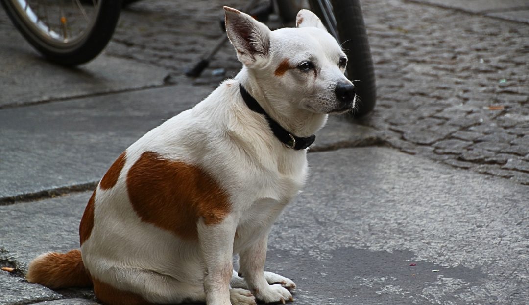 Why Has Asphalt Weakened the Urban Dog’s Immune System?