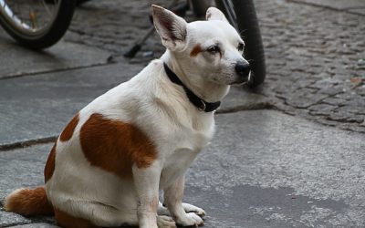 Why Has Asphalt Weakened the Urban Dog’s Immune System?