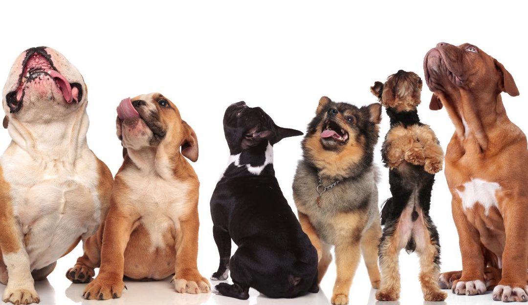 Is a Dog’s Breed Really the Most Important Factor in Choosing and Raising a Dog?