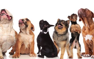 Is a Dog’s Breed Really the Most Important Factor in Choosing and Raising a Dog?