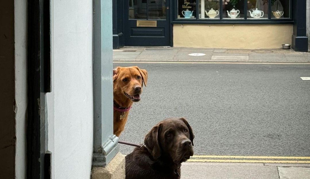Be a Support to Your Dog at Least Through Food: Our Responsibility Above Comfort