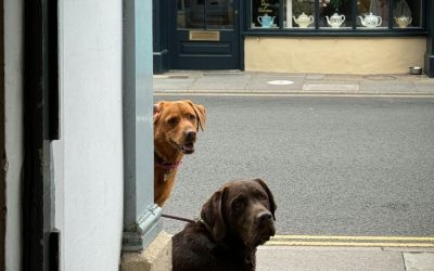 Be a Support to Your Dog at Least Through Food: Our Responsibility Above Comfort
