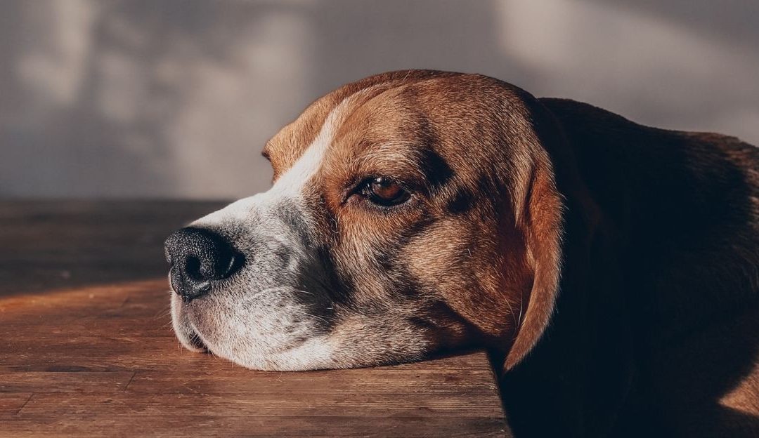 Dog Health: How Your Emotions Become Their Clinical Condition