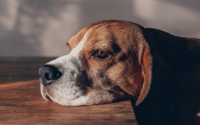 Dog Health: How Your Emotions Become Their Clinical Condition