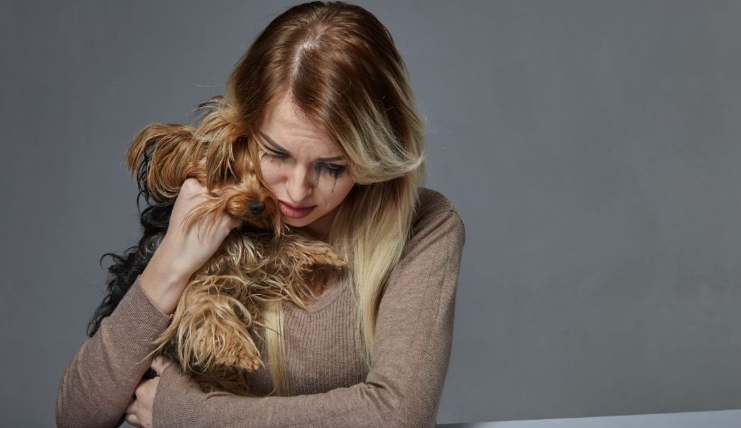 An attentive brown dog looking at its owner representing a dog's psychology reacting to the owner's subconscious mind