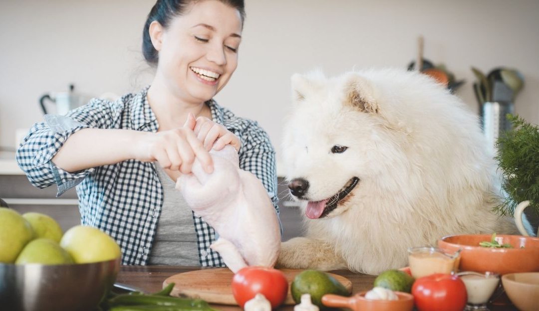 The Hidden Journey of “Fresh” Pet Food: What Happens Before It Reaches Your Dog’s Bowl?
