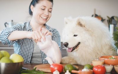 The Hidden Journey of “Fresh” Pet Food: What Happens Before It Reaches Your Dog’s Bowl?