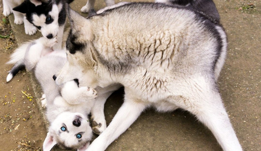 Why Does Hair Loss Occur in Dogs After Giving Birth?