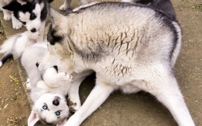 Why Does Hair Loss Occur in Dogs After Giving Birth?