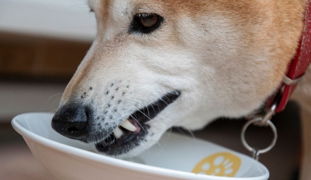 You Feed Your Dog the Most Expensive Food, Yet It Still Gets Sick?