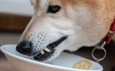 You Feed Your Dog the Most Expensive Food, Yet It Still Gets Sick?