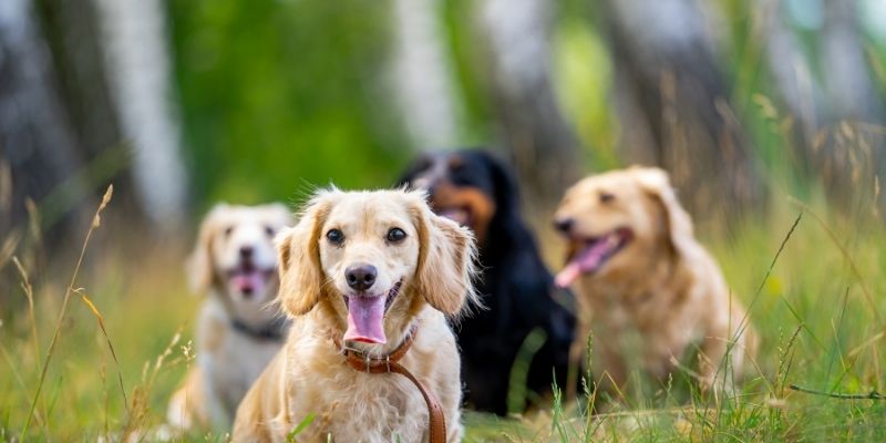 A group of happy mixed breed dogs sitting together in a green field showing healthy skin and coat structures