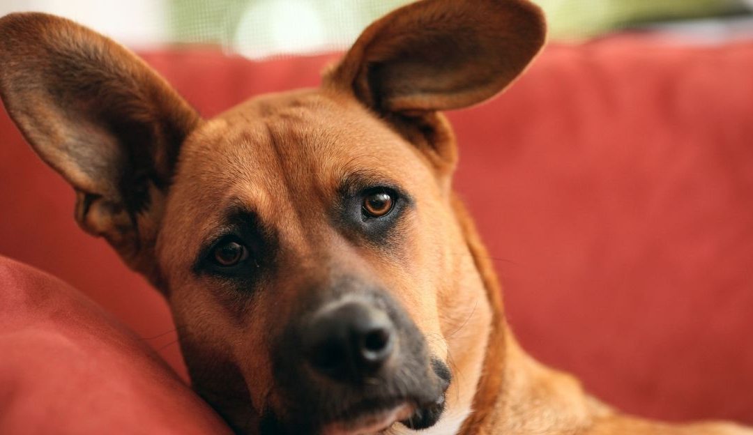 Your Dog’s Illness: A Consequence of Your Unresolved Stress?