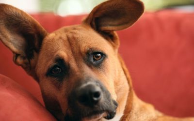 Your Dog’s Illness: A Consequence of Your Unresolved Stress?