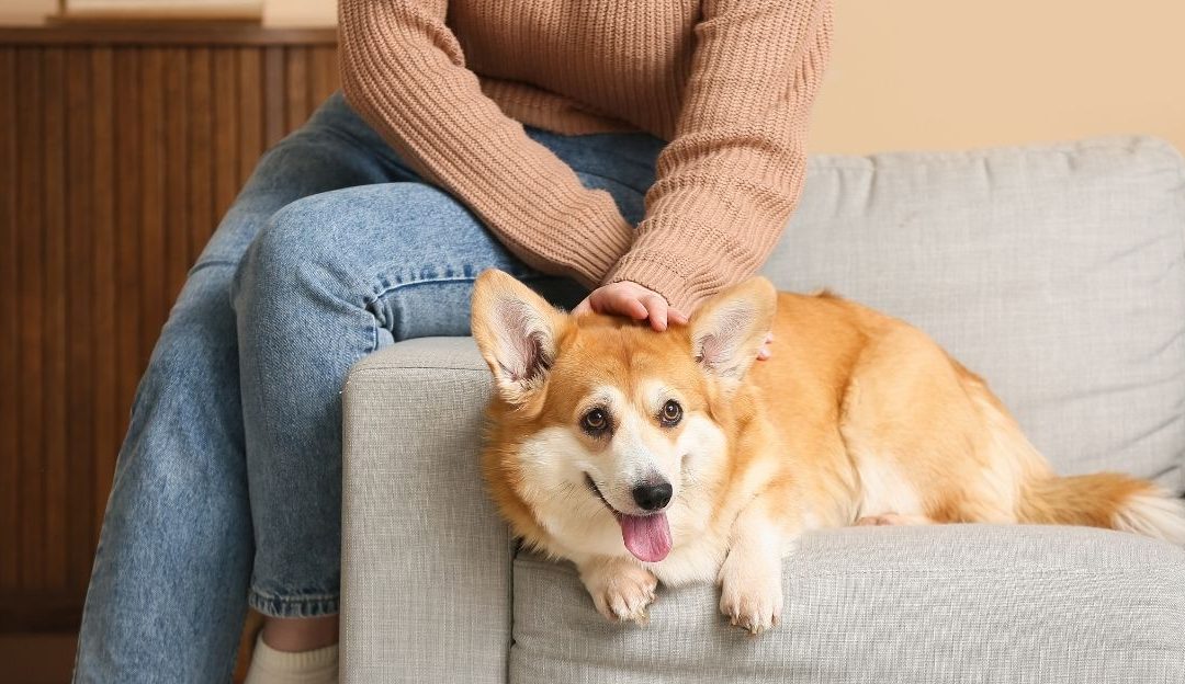 Do Your Moral Principles Cause Stress in Your Dog?
