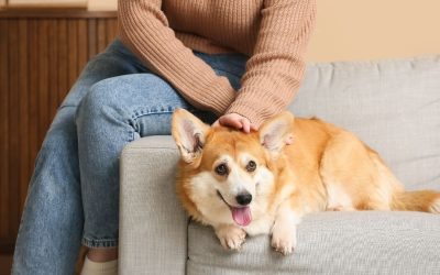 Do Your Moral Principles Cause Stress in Your Dog?