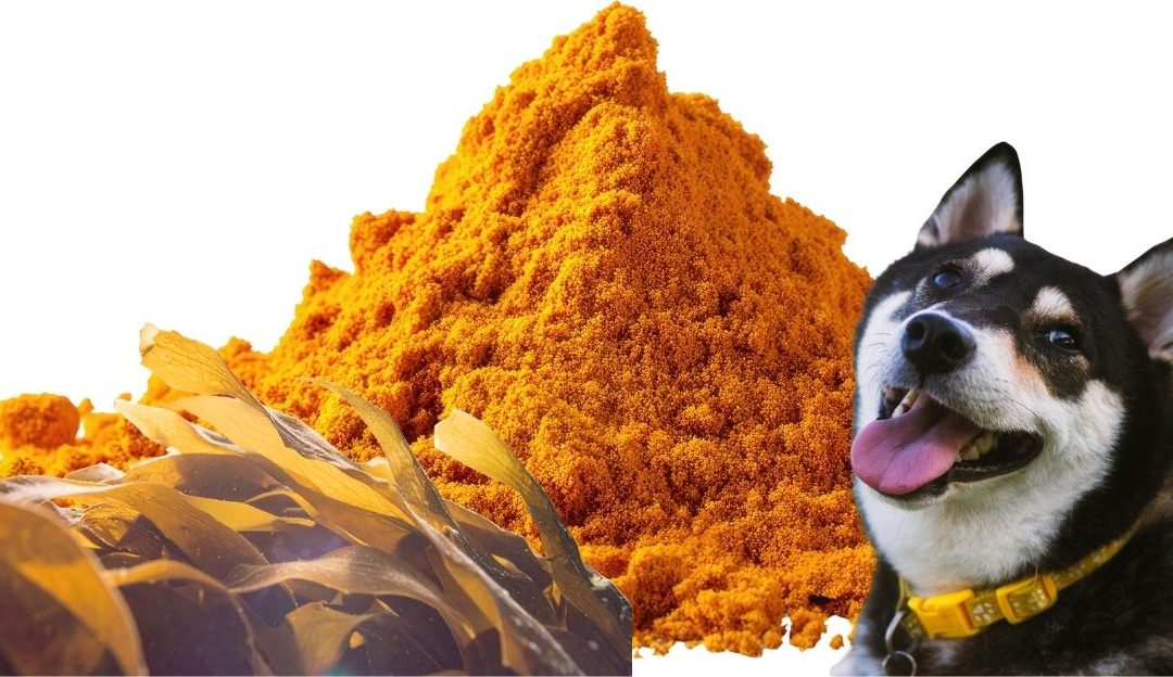 Homemade Recipe for Dogs with Heart Disease: The Power of Nature in the Bowl