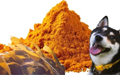 Homemade Recipe for Dogs with Heart Disease: The Power of Nature in the Bowl