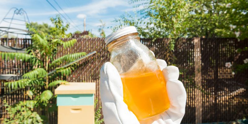 A beekeeper in a white glove holding up a glass jar of local honey for dogs in a sunny bee yard with a wooden beehive