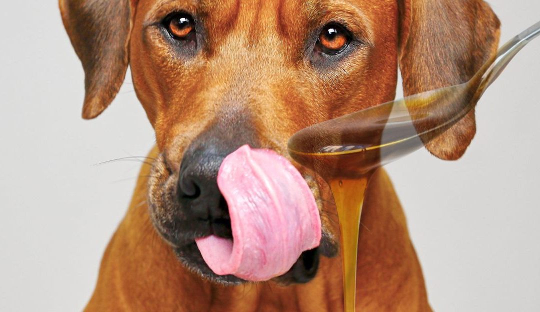 Close up of a brown dog with its pink tongue out reaching for a spoon full of amber honey representing proper honey for dogs serving size