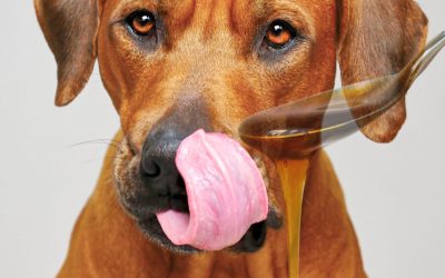 Is Honey Good for Dogs and How Should It Be Used?