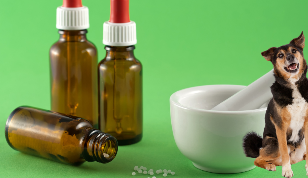 How Homeopathy Works and Why It Matters for Your Dog