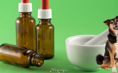 How Homeopathy Works and Why It Matters for Your Dog
